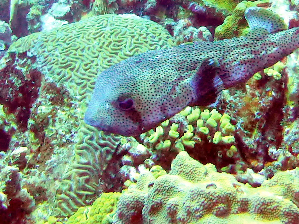 Porcupine Pufferfish, Bonaire, 2013