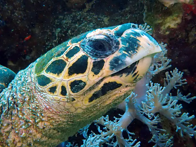 Underwater photograph by Joel Bergsma