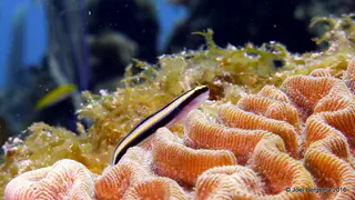Underwater photograph by Joel Bergsma