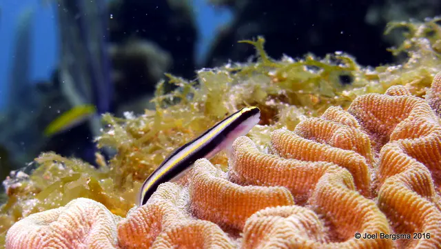 Underwater photograph by Joel Bergsma