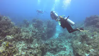 Divers hover above reefsccape