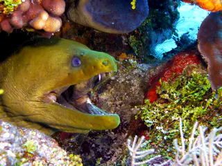 Underwater photograph by Joel Bergsma