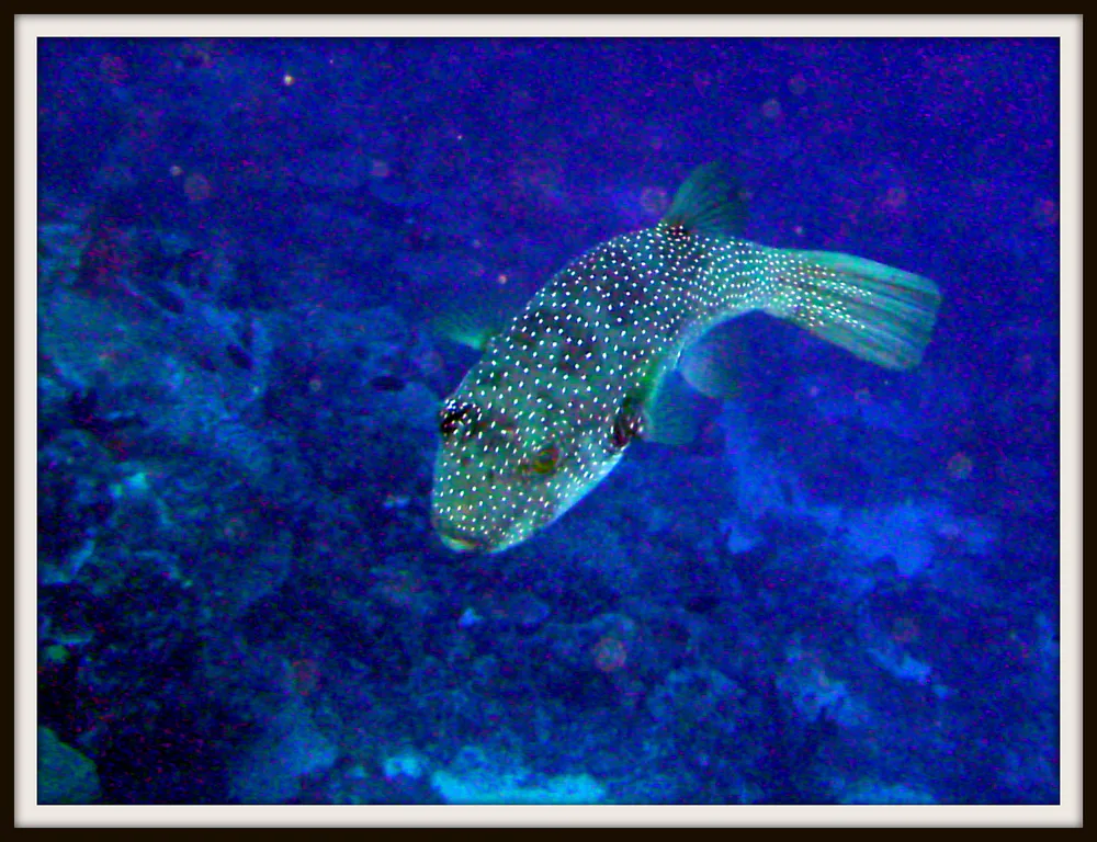 Pufferfish.