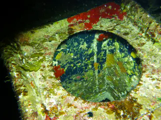 Underwater photograph by Joel Bergsma