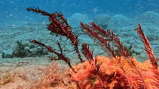 Underwater photograph by Joel Bergsma