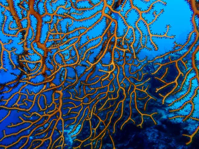 Underwater photograph by Joel Bergsma