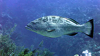 Underwater photograph by Joel Bergsma