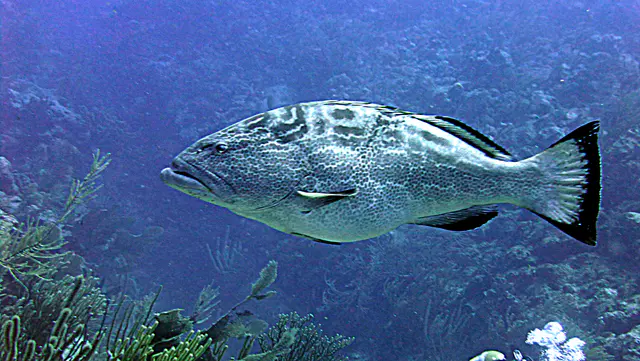 Underwater photograph by Joel Bergsma