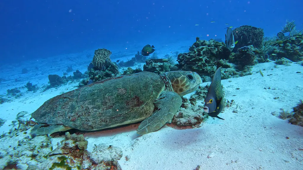 Underwater photograph by Joel Bergsma