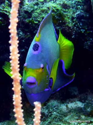 Underwater photograph by Joel Bergsma