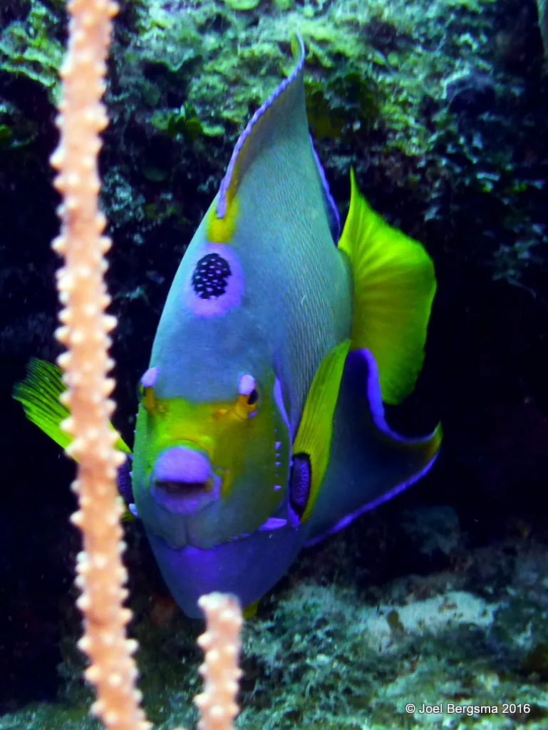 Angelfish, Cayman Islands, 2016