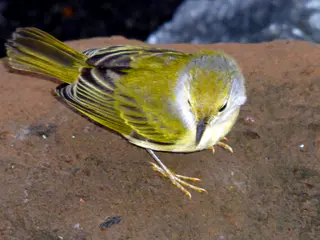 Yellow Warbler.