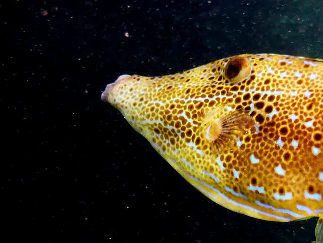 Underwater photograph by Joel Bergsma