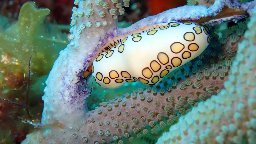 Underwater photograph by Joel Bergsma