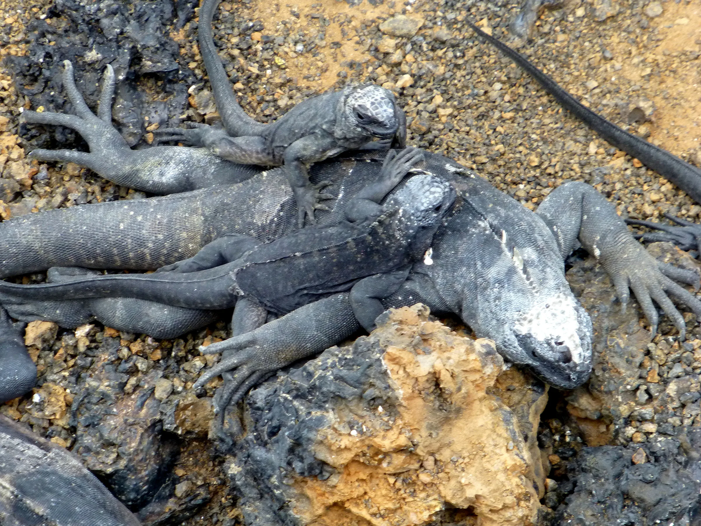 Marine Iguana, Galapagos, 2012