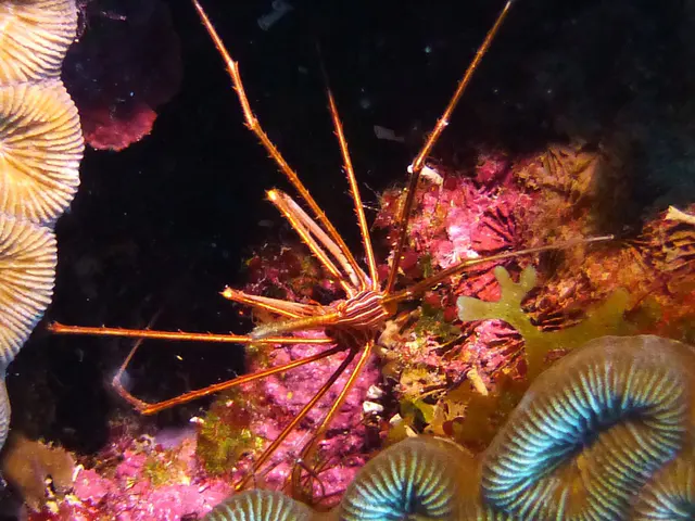 Underwater photograph by Joel Bergsma