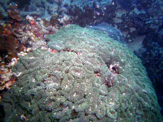 Brain coral growing along the wreckage.