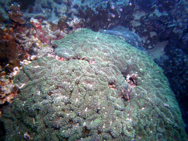 Brain coral growing along the wreckage.
