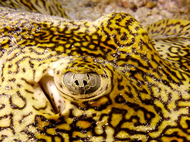 Underwater photograph by Joel Bergsma