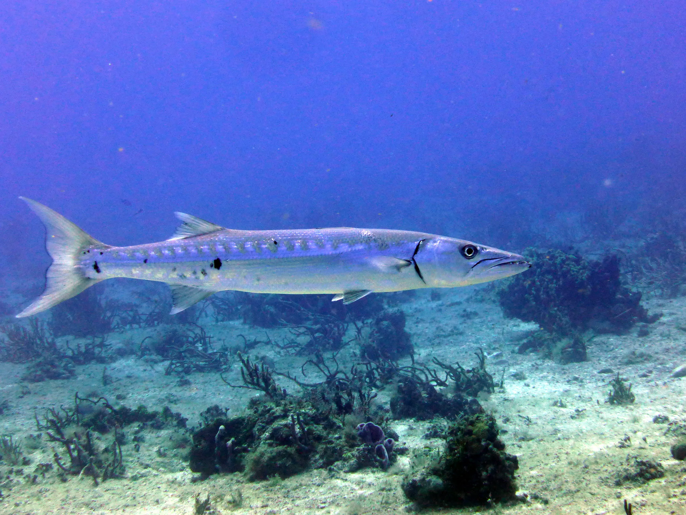 Barracuda, Cozumel, 2013