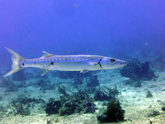 Underwater photograph by Joel Bergsma