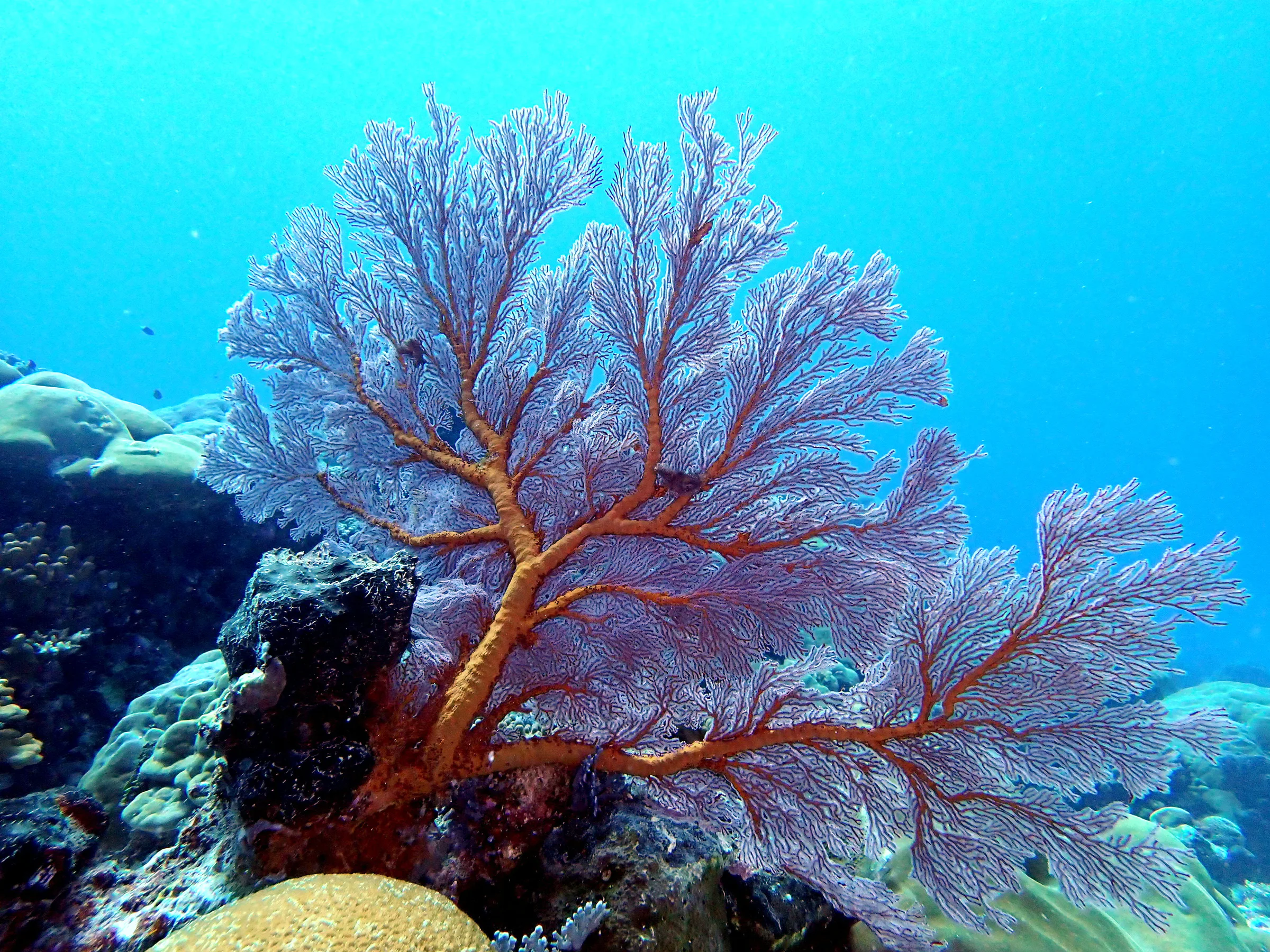 Palau underwater photograph, 2022