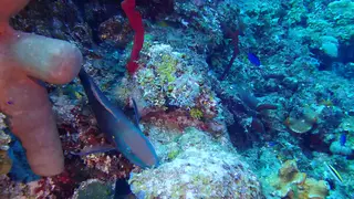 Stoplight Parrotfish