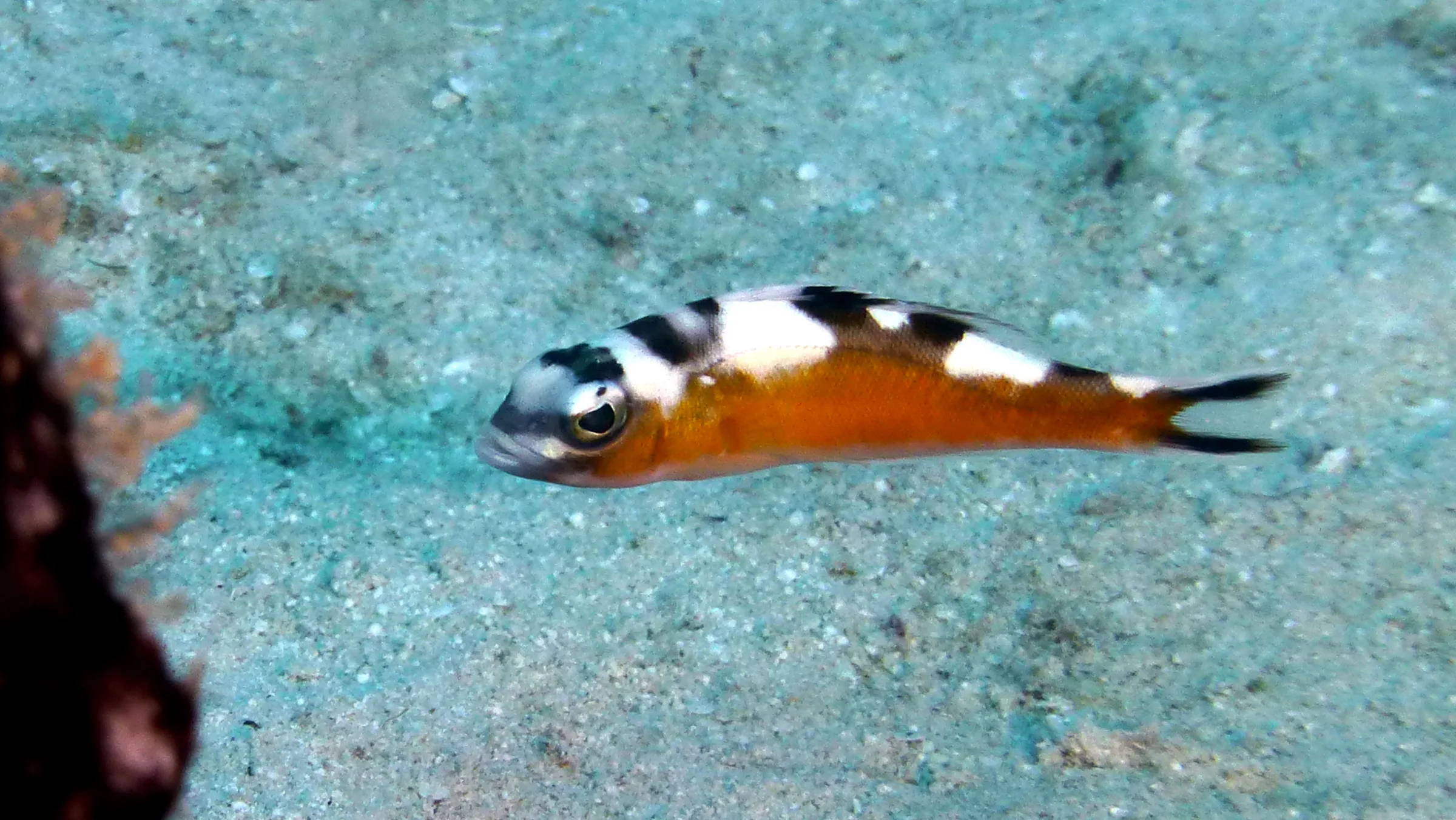 Tobaccofish, Belize, 2017