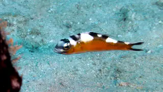 Underwater photograph by Joel Bergsma