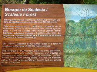 Scalesia Forest found in the Galapagos at 400-500 meters altitude.