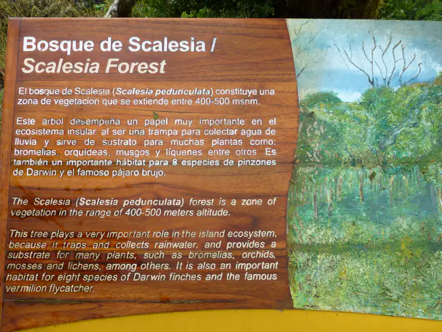 Scalesia Forest found in the Galapagos at 400-500 meters altitude.
