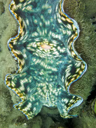Blue-green clam at rest at Sam's Wall.  The colors, light, and patterns make these creatures so interesting to me.