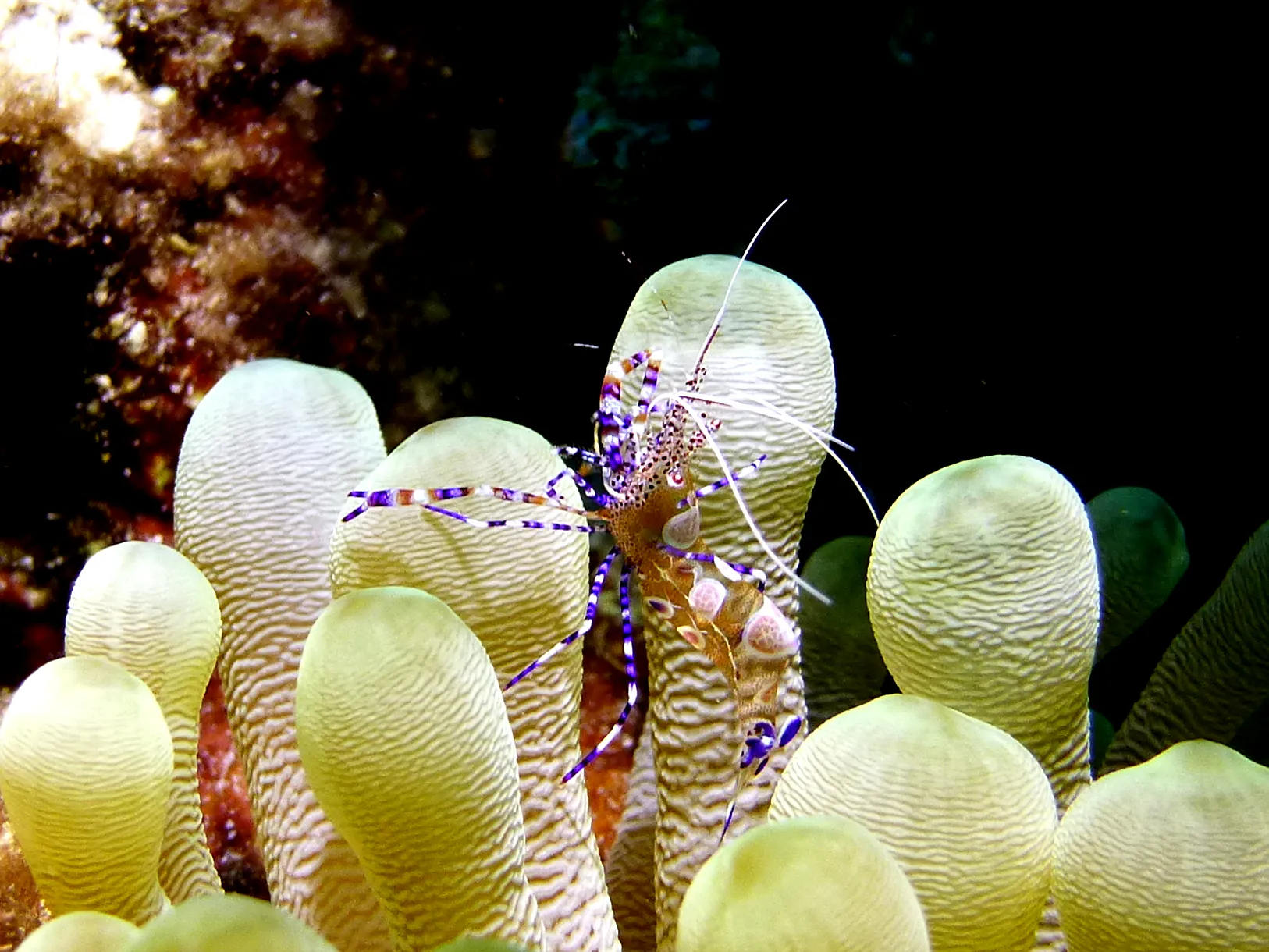 Shrimp, Bonaire, 2013
