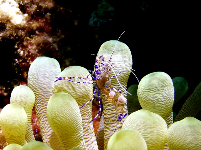 Underwater photograph by Joel Bergsma