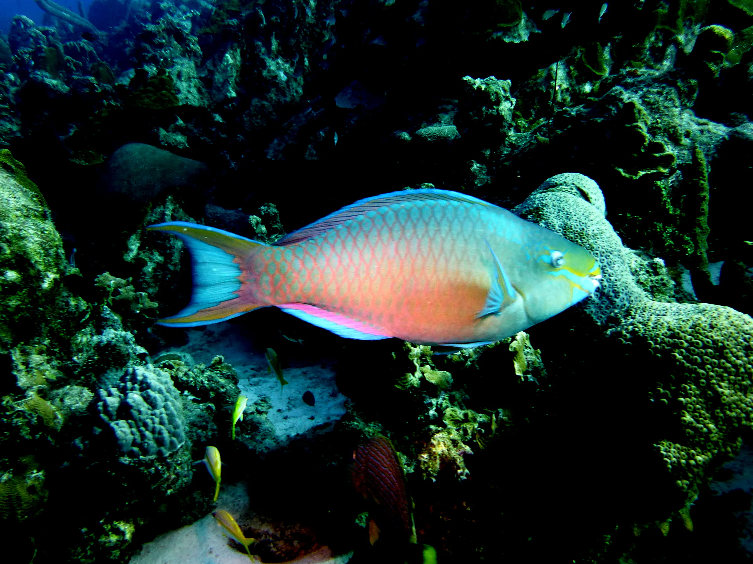 Parrotfish, Bonaire, 2013