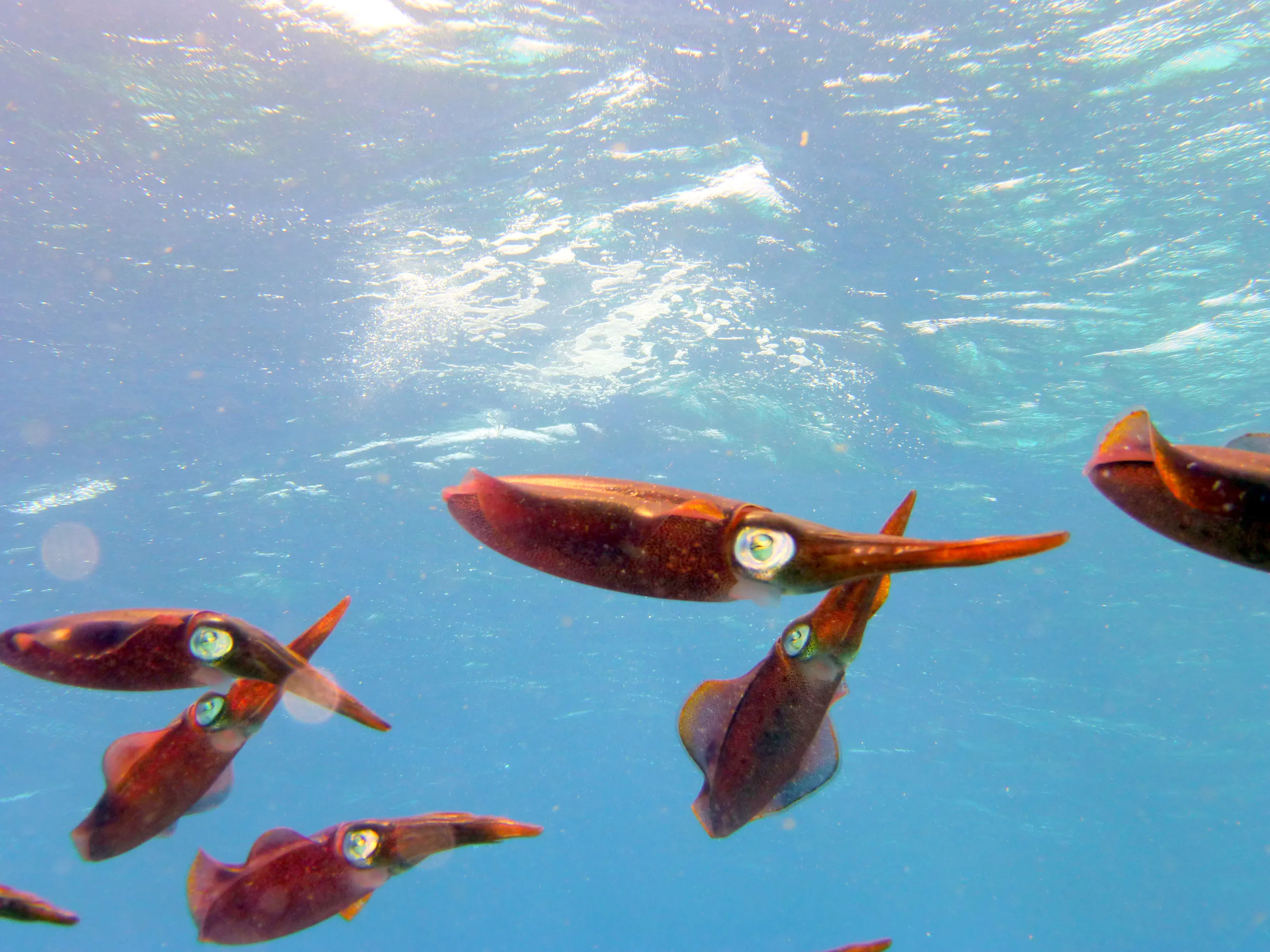 Squid, Bonaire, 2013