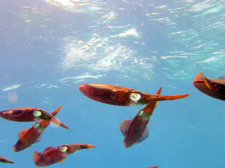 Underwater photograph by Joel Bergsma