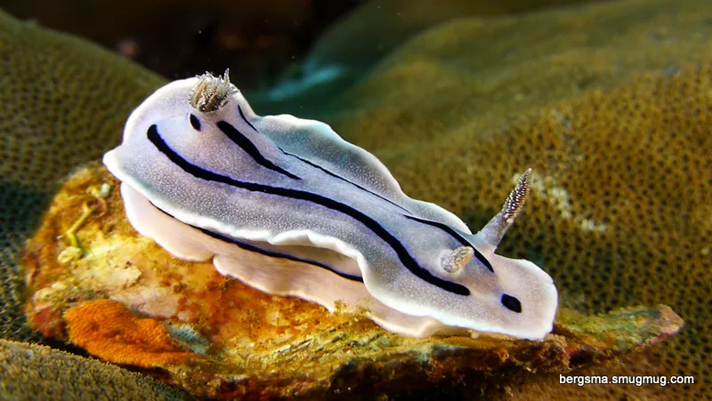 Underwater photograph by Joel Bergsma