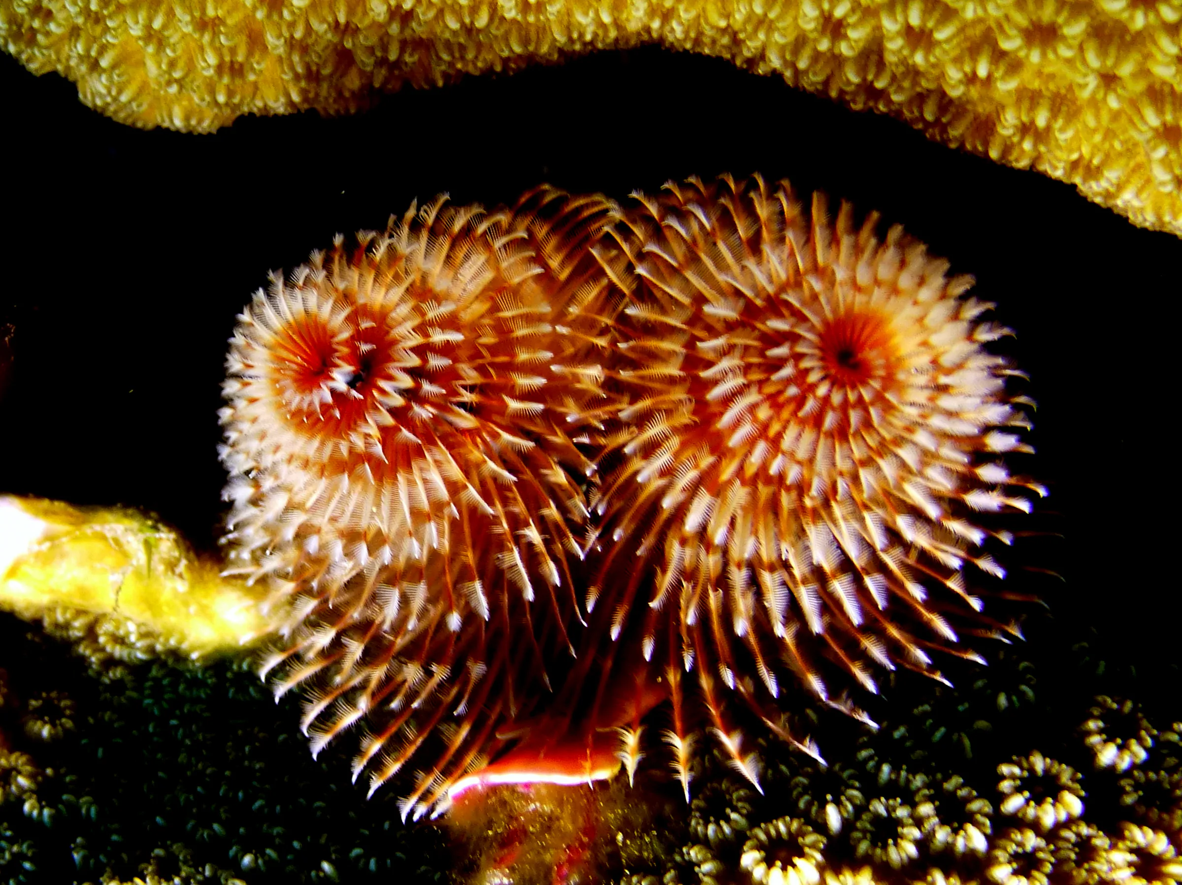 Christmas Tree Worm, Bonaire, 2013