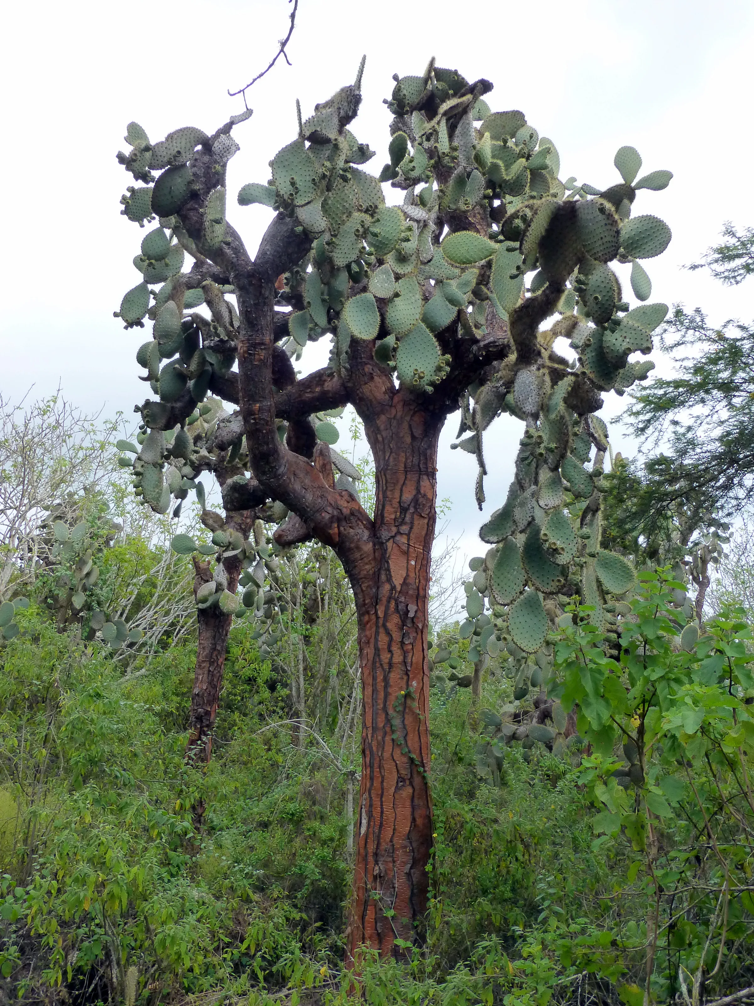 Galapagos cactus tree (endemic).