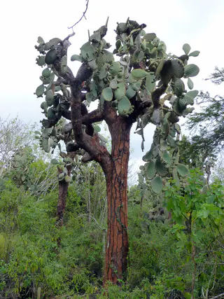 Galapagos cactus tree (endemic).