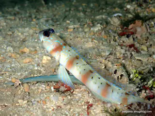 Underwater photograph by Joel Bergsma