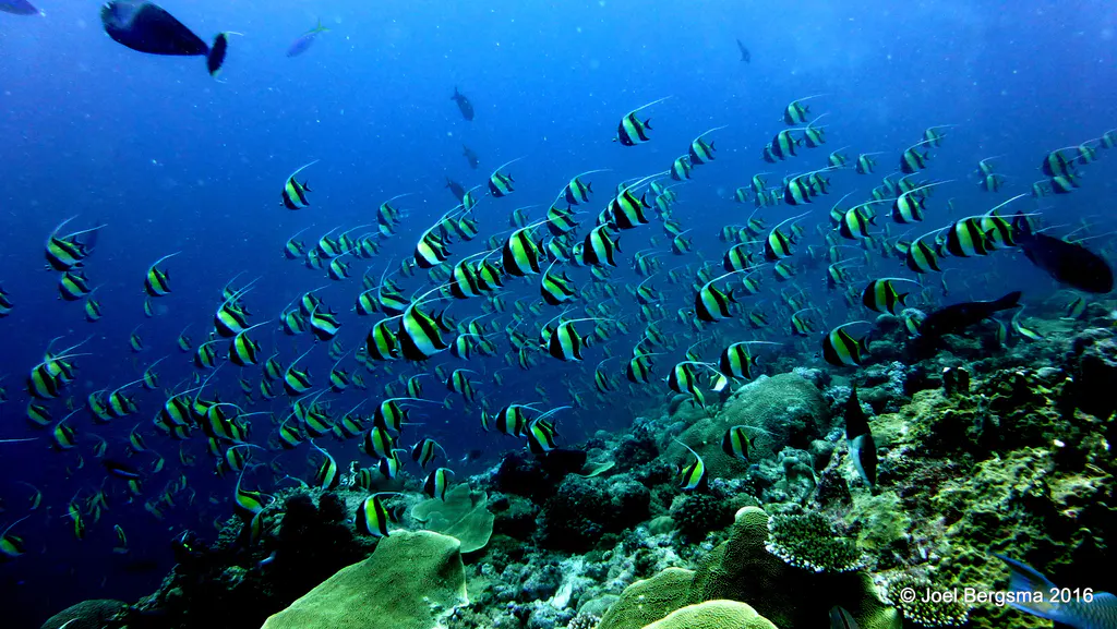 Underwater photograph by Joel Bergsma
