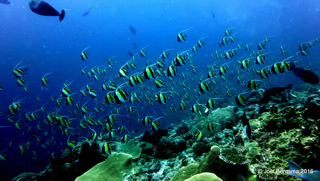 Underwater photograph by Joel Bergsma