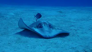 Southern Stingray with Symbiotic Jack