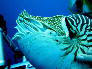 Emporer Nautilus aka Chambered Nautilus. Close up of the eye and emerging tentacles. Paul Humann, et al, Reef Creature Identification (2010), page 405.