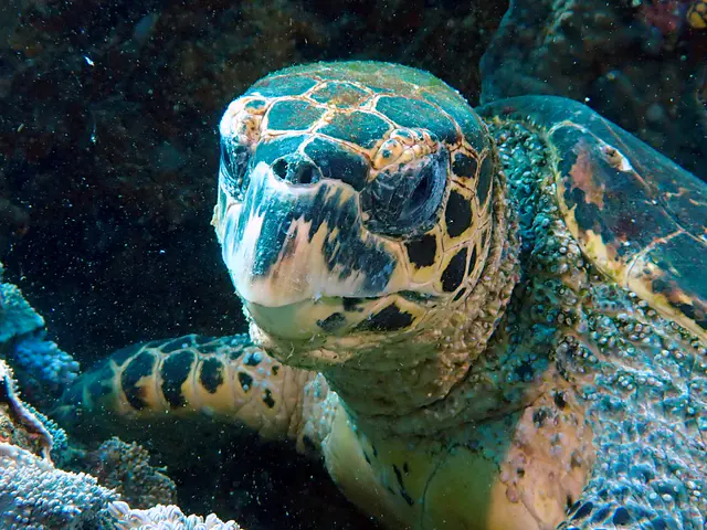 Underwater photograph by Joel Bergsma
