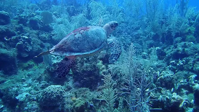 Hawksbill Turtle