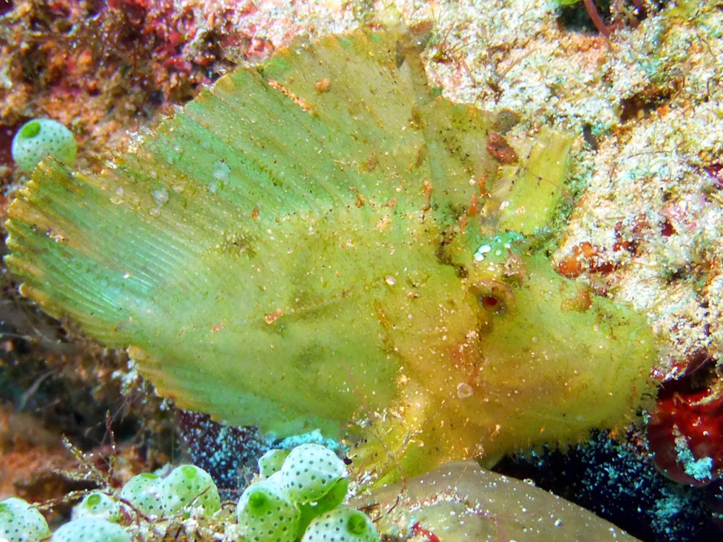 Leaf Scorpionfish, Philippines, 2014