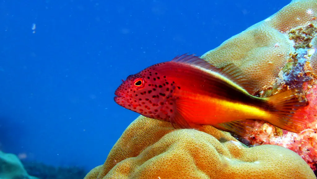 Underwater photograph by Joel Bergsma
